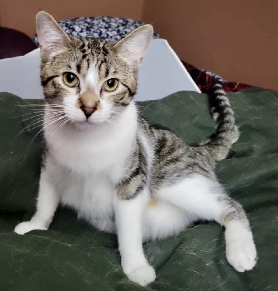 Enlarge Lil Jax (munchie litter), a Adoptable Domestic Short Hair in Chicago, IL image 3/4