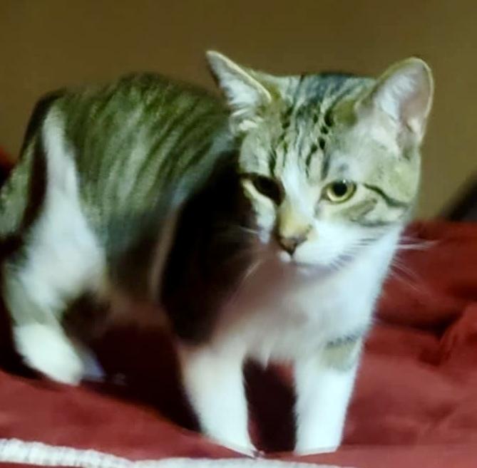 Enlarge Lil Jax (munchie litter), a Adoptable Domestic Short Hair in Chicago, IL image 4/4