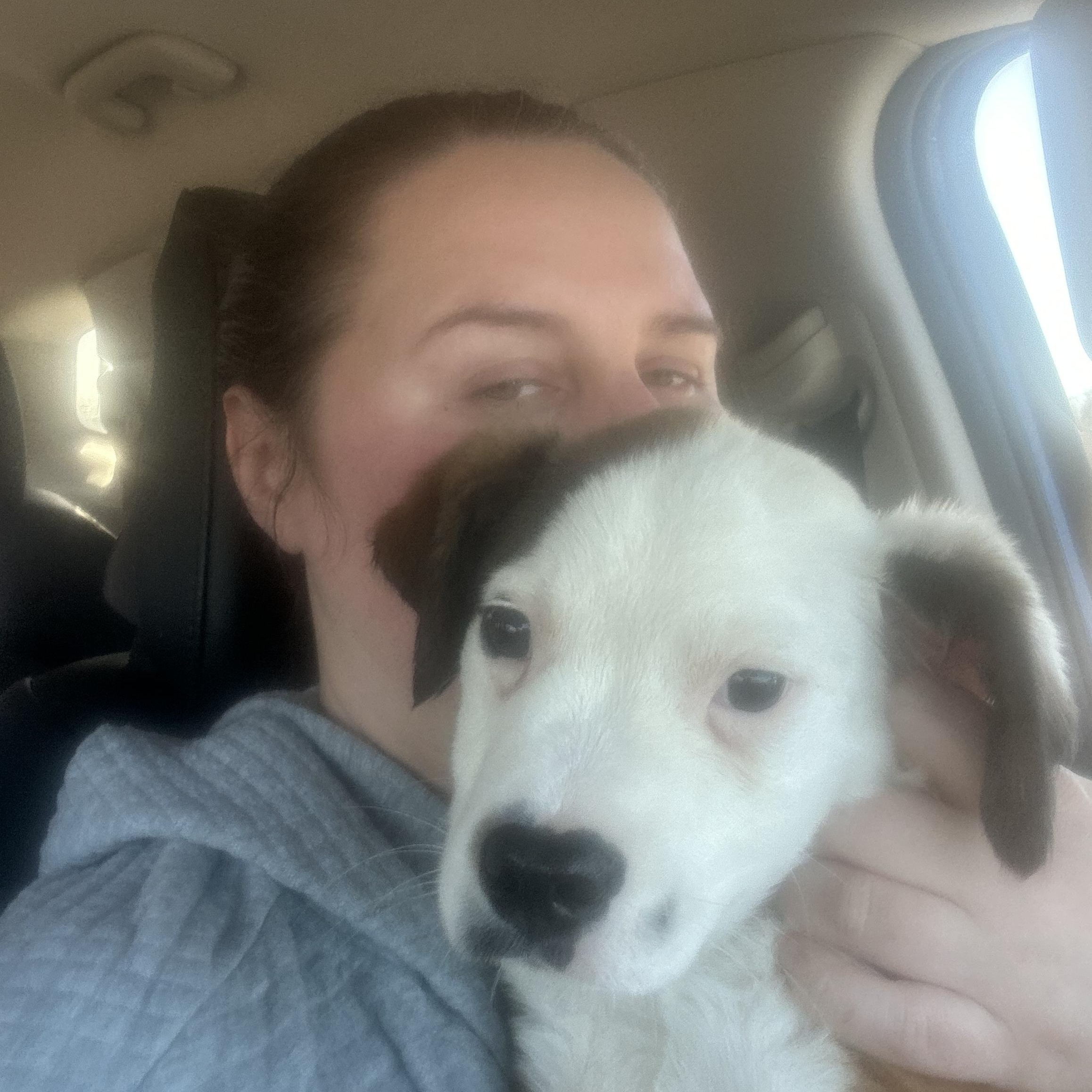 Enlarge Grover, an adopted mixed breed in Oklahoma City, OK image 3/4