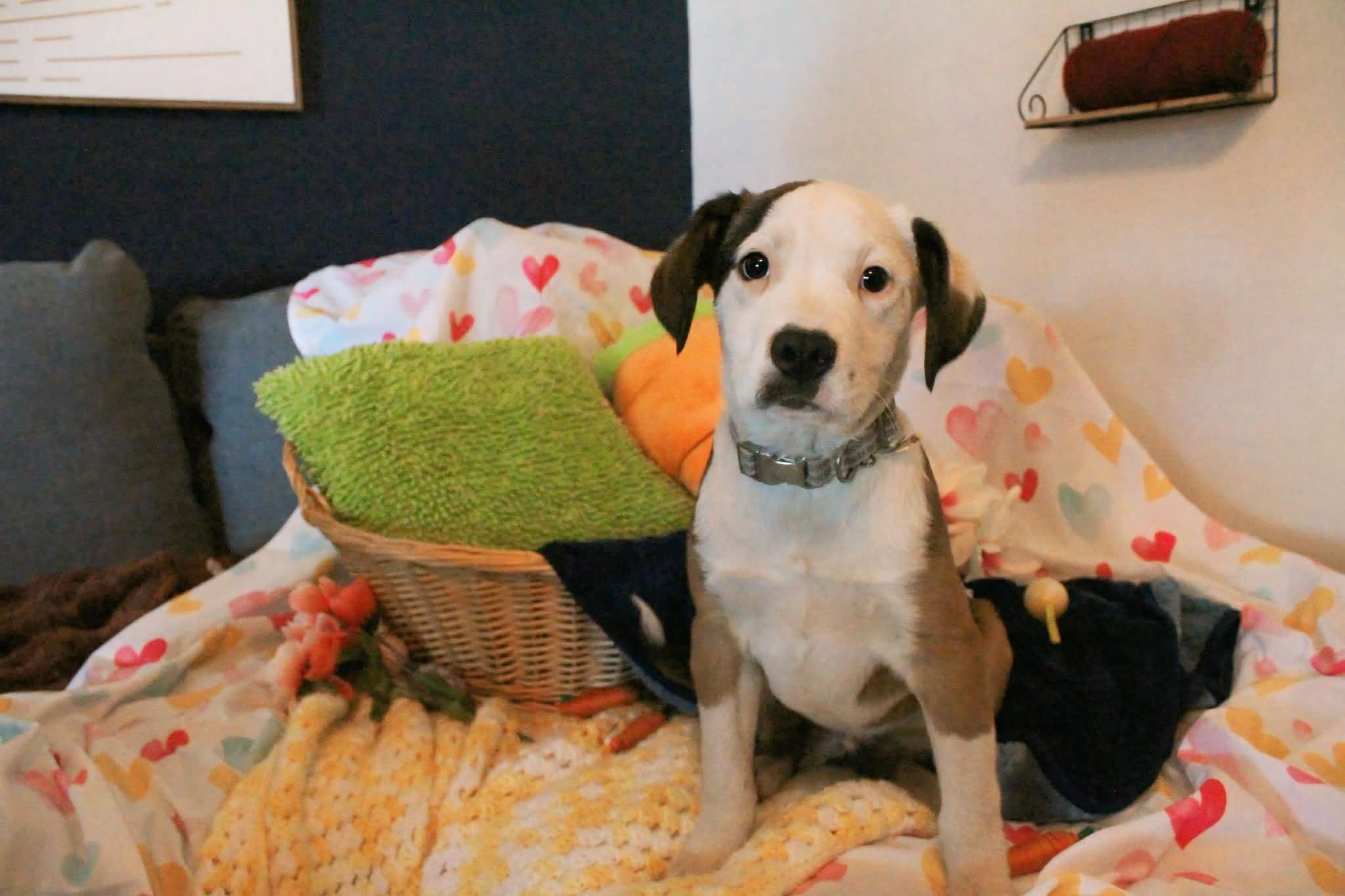 Grover, adopted, Puppy Male Australian Shepherd.