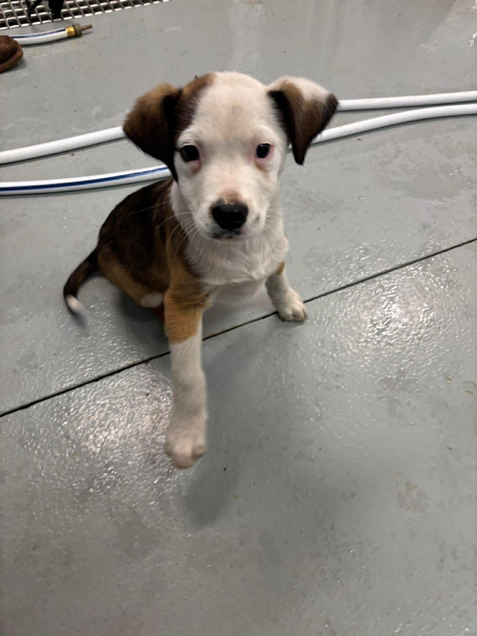 Enlarge Grover, an adopted mixed breed in Oklahoma City, OK image 4/4
