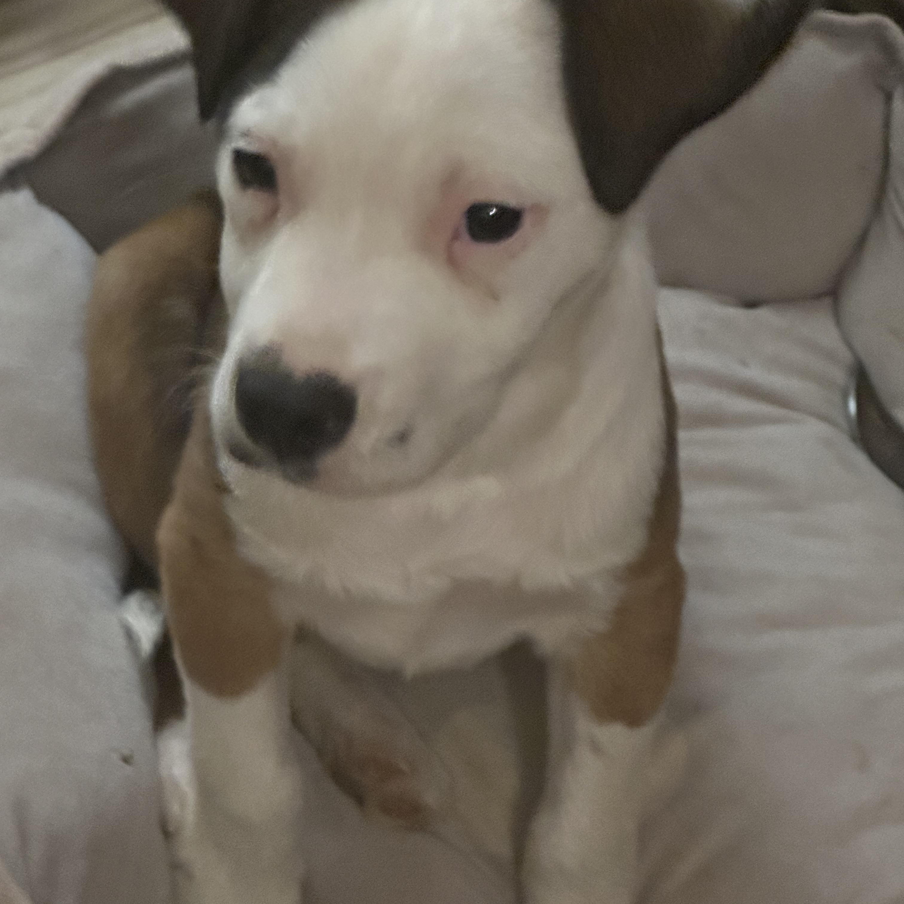 Enlarge Grover, an adopted mixed breed in Oklahoma City, OK image 2/4