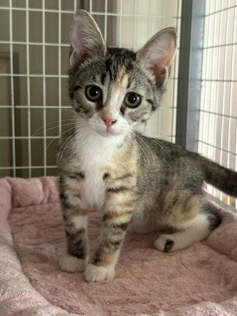 Breyer, Adoptable, Young Female Domestic Short Hair.