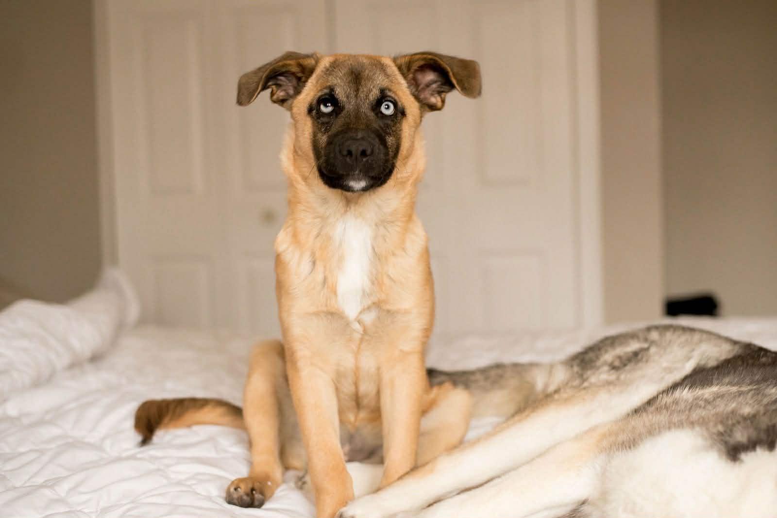 Enlarge Novalynn, an adopted mixed breed in Winnipeg, MB image 5/6