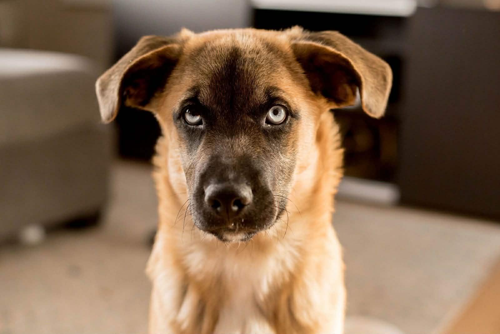 Enlarge Novalynn, an adopted mixed breed in Winnipeg, MB image 3/6