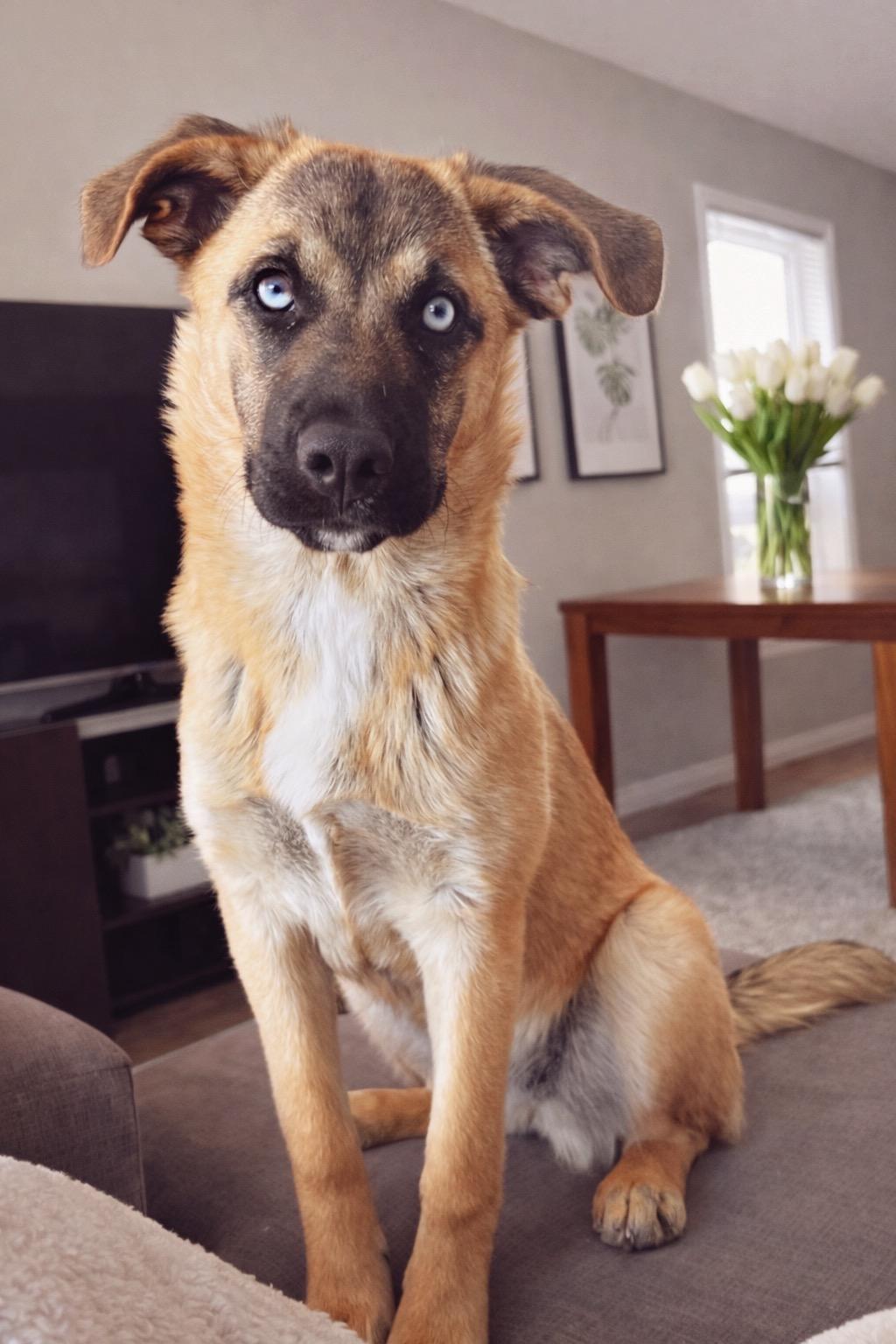 Enlarge Novalynn, an adopted mixed breed in Winnipeg, MB image 1/6