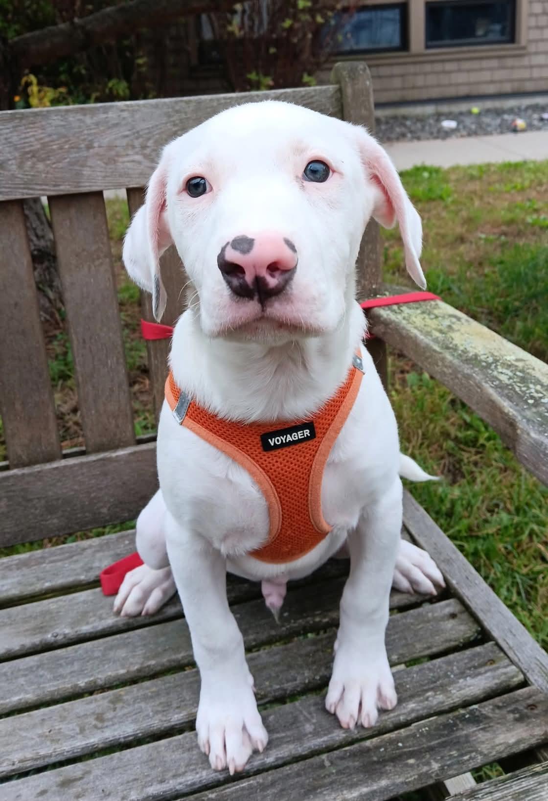 Casper, Adoptable, Puppy Male American Bulldog & Boxer.