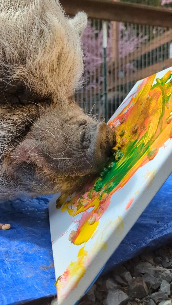 Otie, Adoptable, Adult Male Pot Bellied.