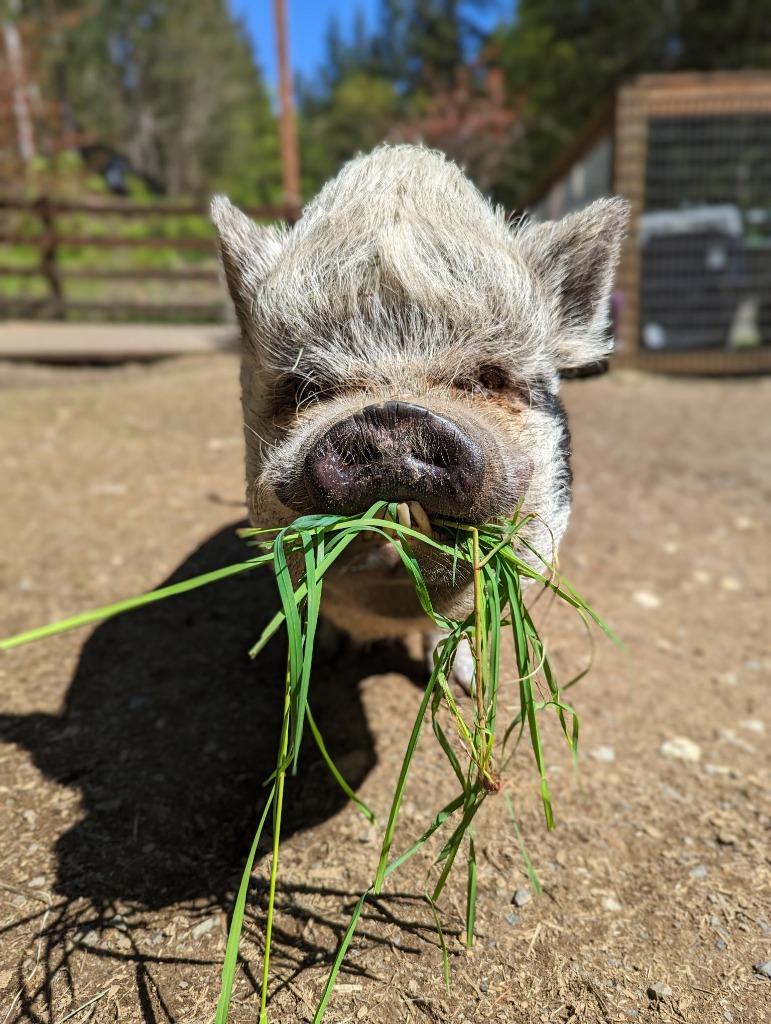 Enlarge Otie, a Adoptable Pot Bellied in Sultan, WA image 1/4