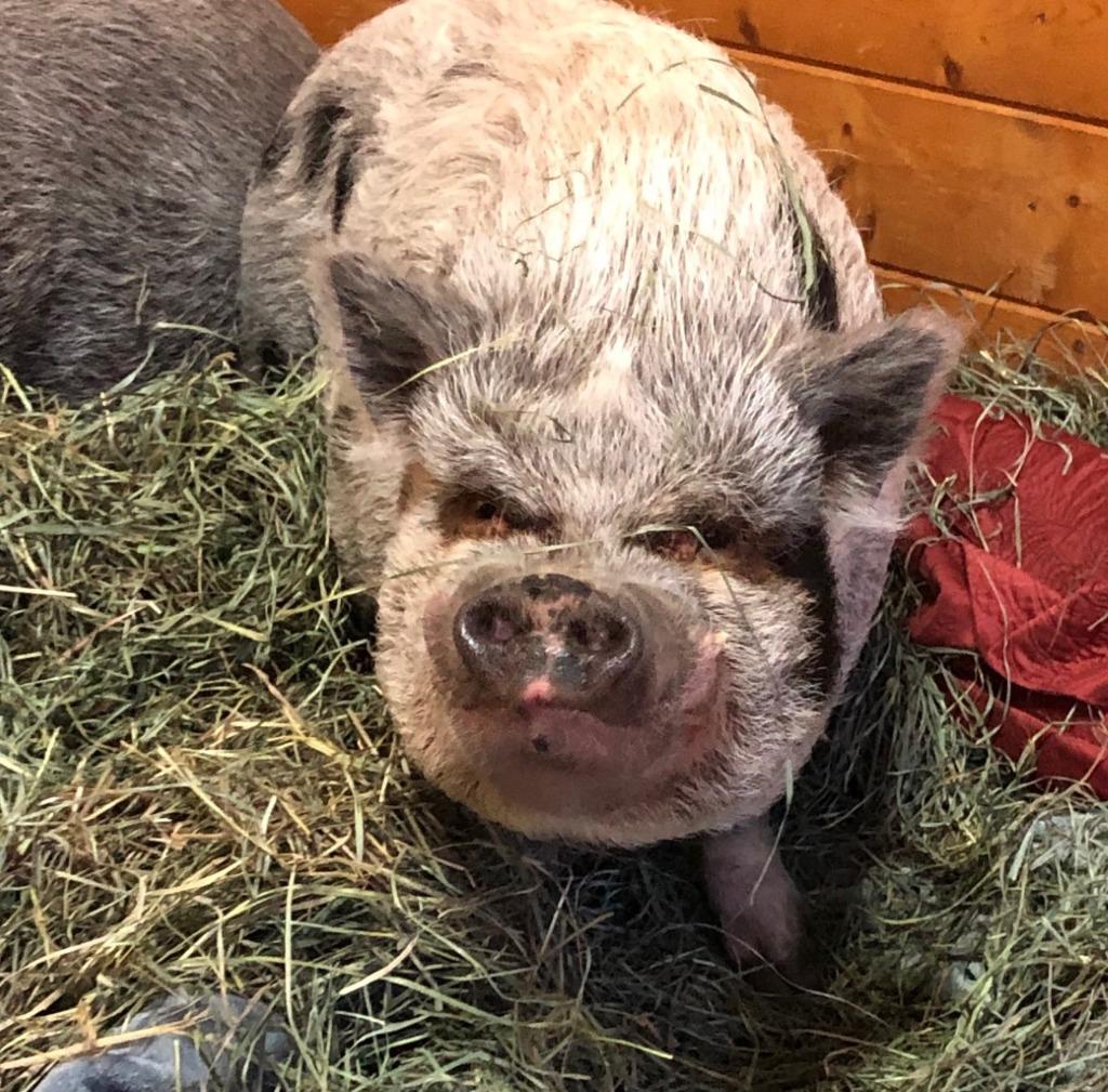 Enlarge Otie, a Adoptable Pot Bellied in Sultan, WA image 2/4