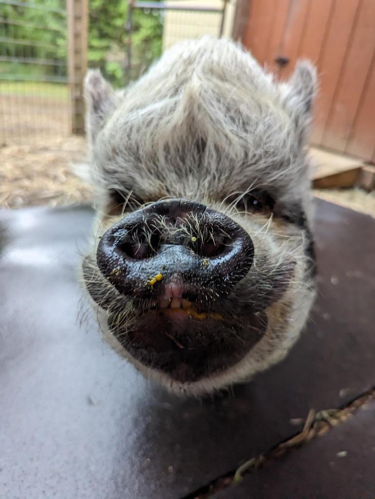 Enlarge Otie, a Adoptable Pot Bellied in Sultan, WA image 4/4