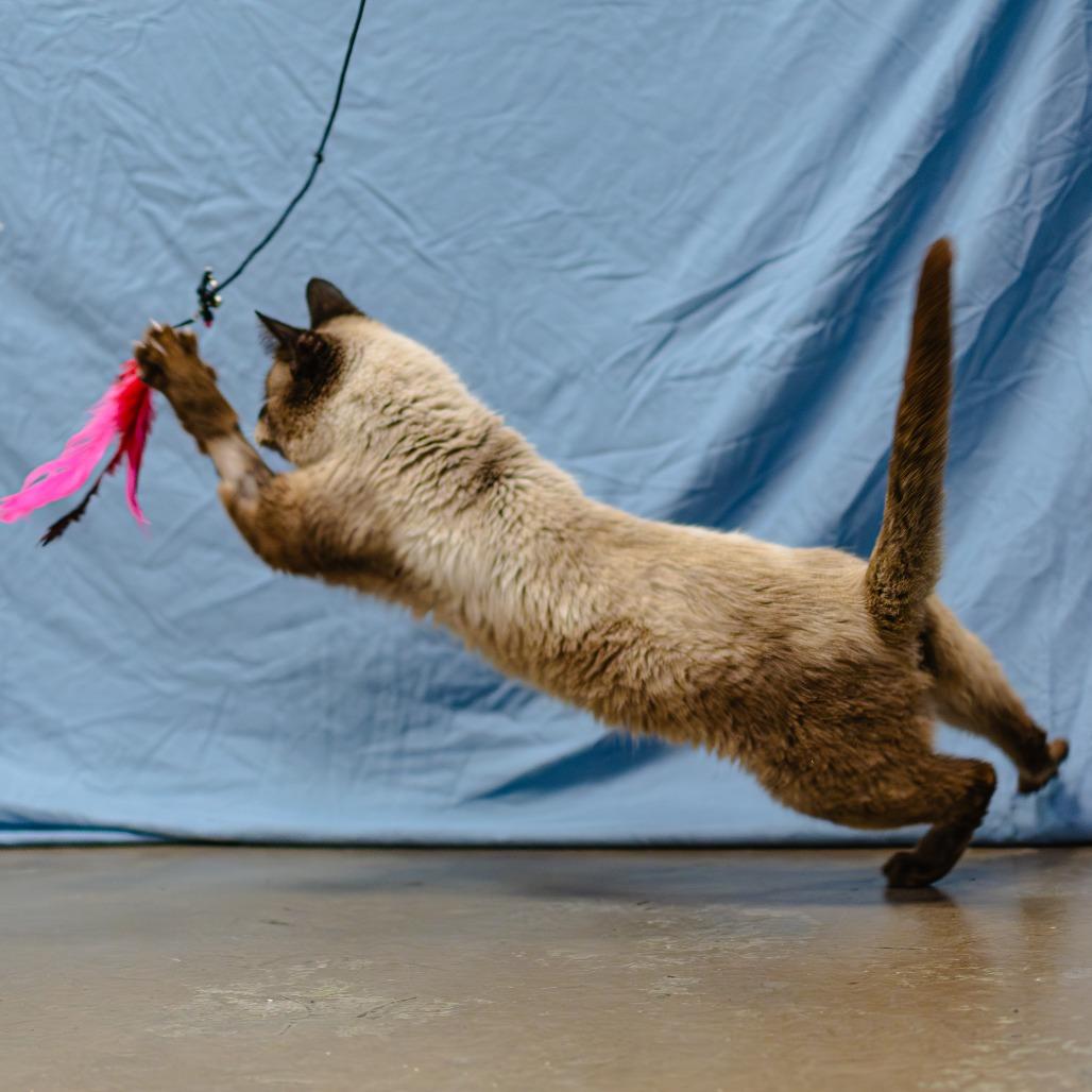 Archibald — thumbnail 2