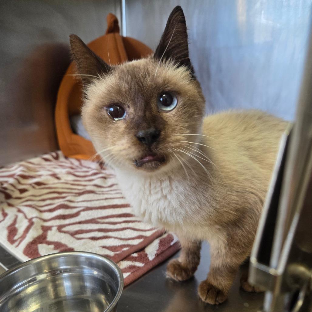 Archibald — thumbnail 3