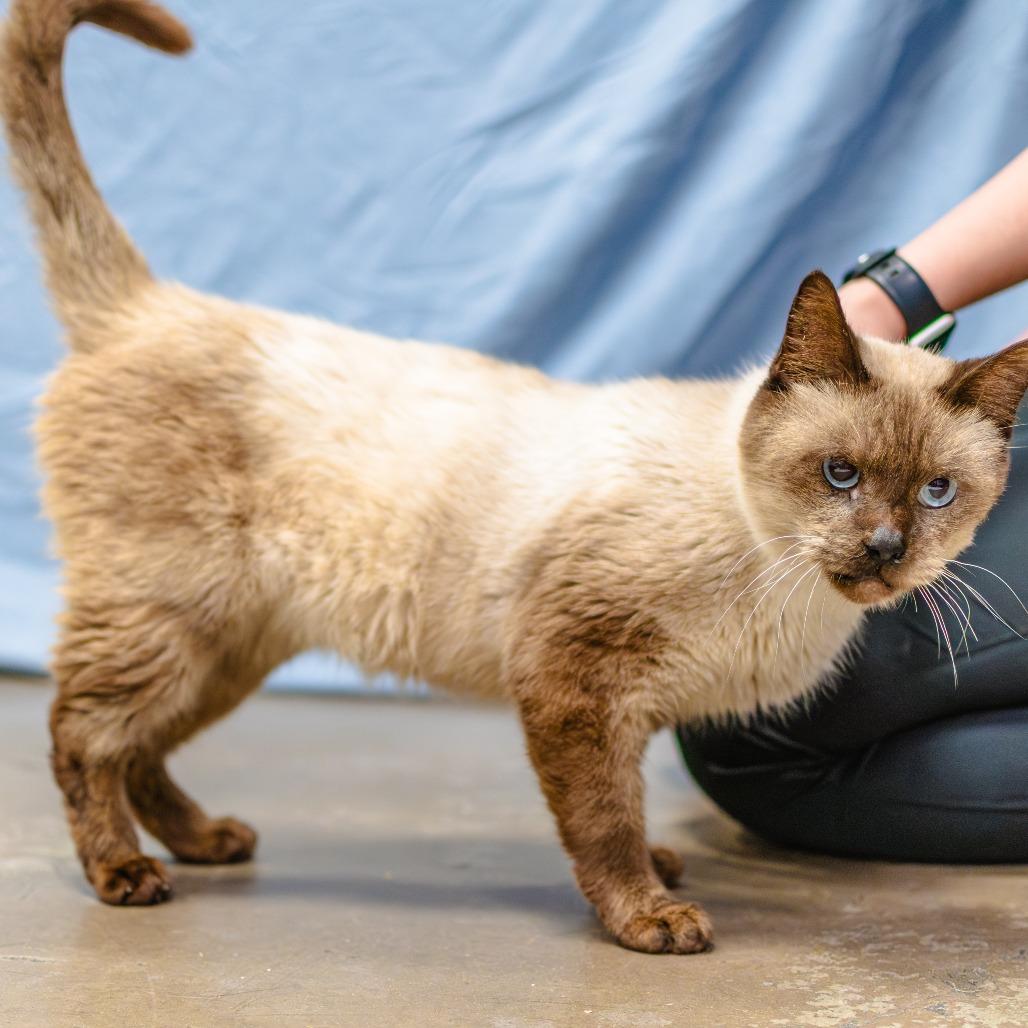 Archibald — thumbnail 4