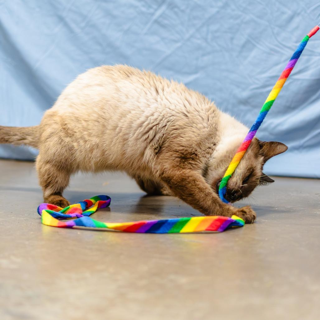 Archibald — thumbnail 5