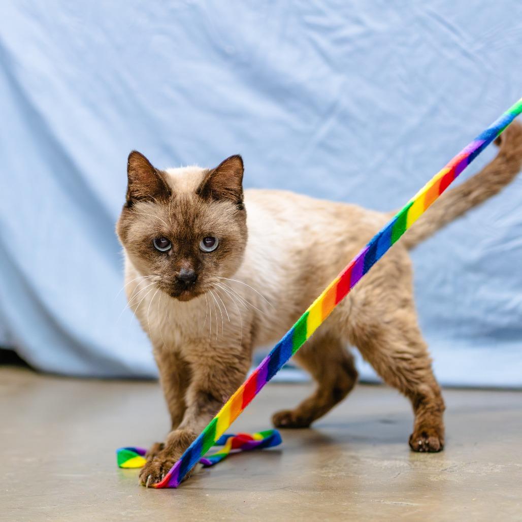 Archibald — thumbnail 6