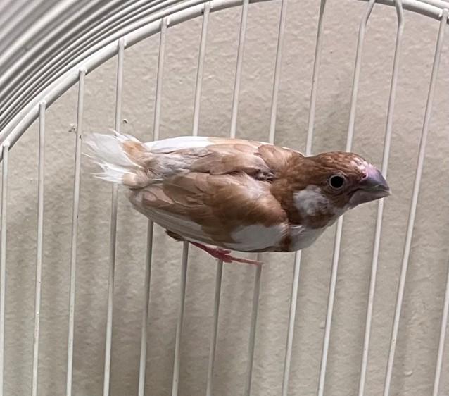 jump, adopted, Adult Female Finch.