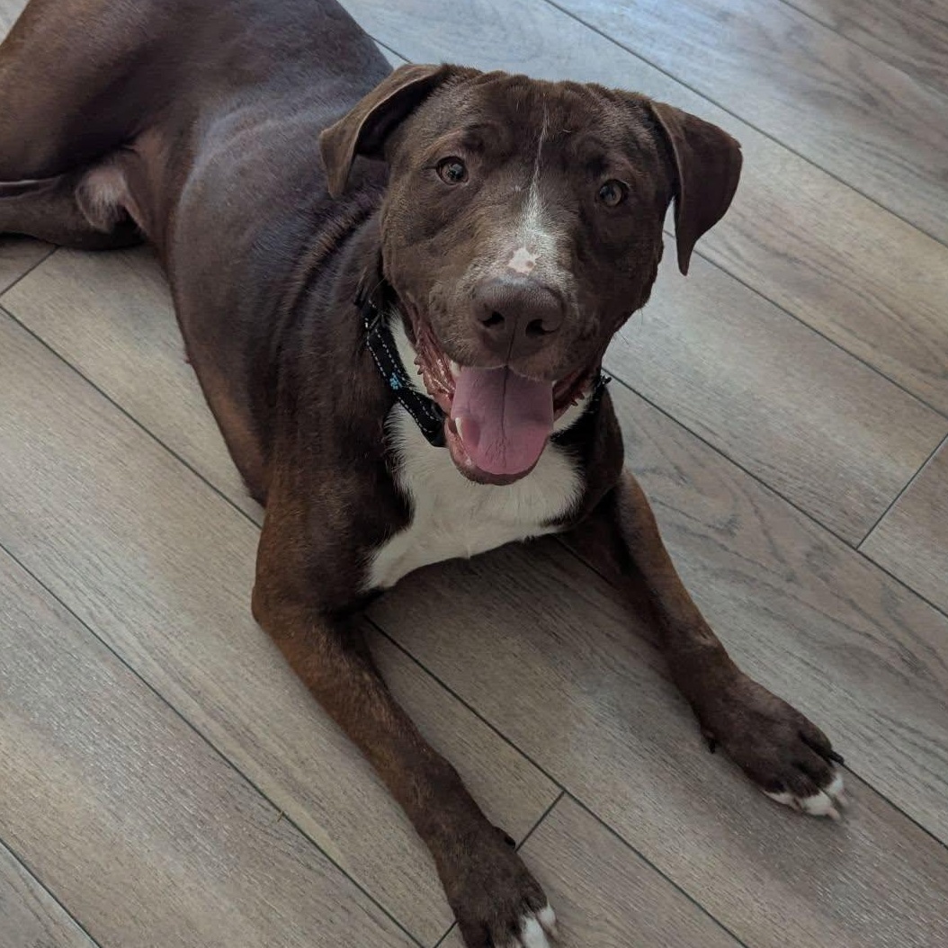 Enlarge Brown-ee, a Adoptable mixed breed in Racine, WI image 1/6