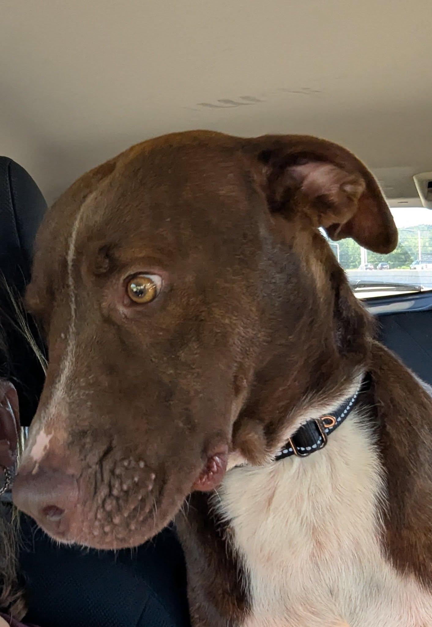 Enlarge Brown-ee, a Adoptable mixed breed in Racine, WI image 5/6