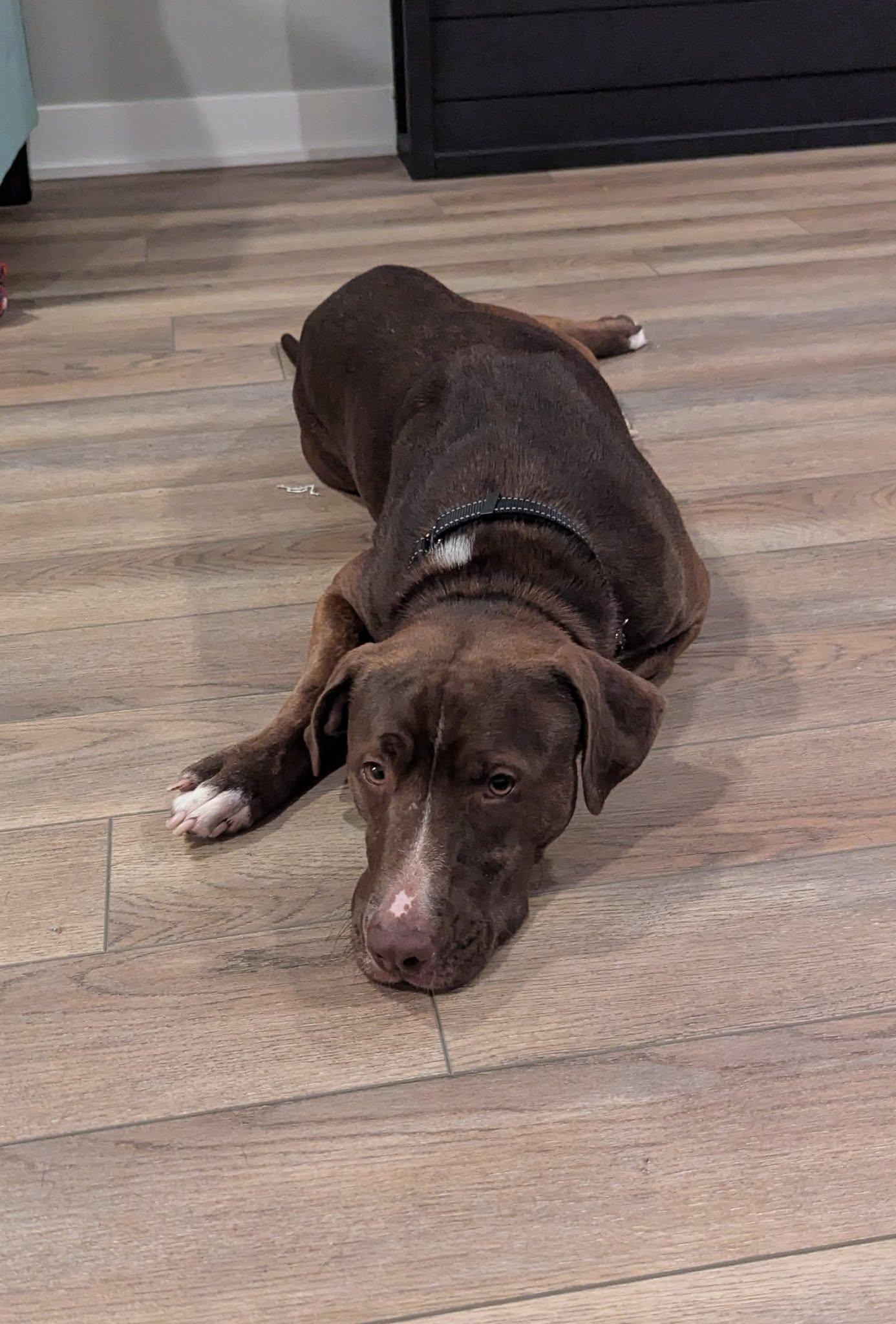 Enlarge Brown-ee, a Adoptable mixed breed in Racine, WI image 2/6