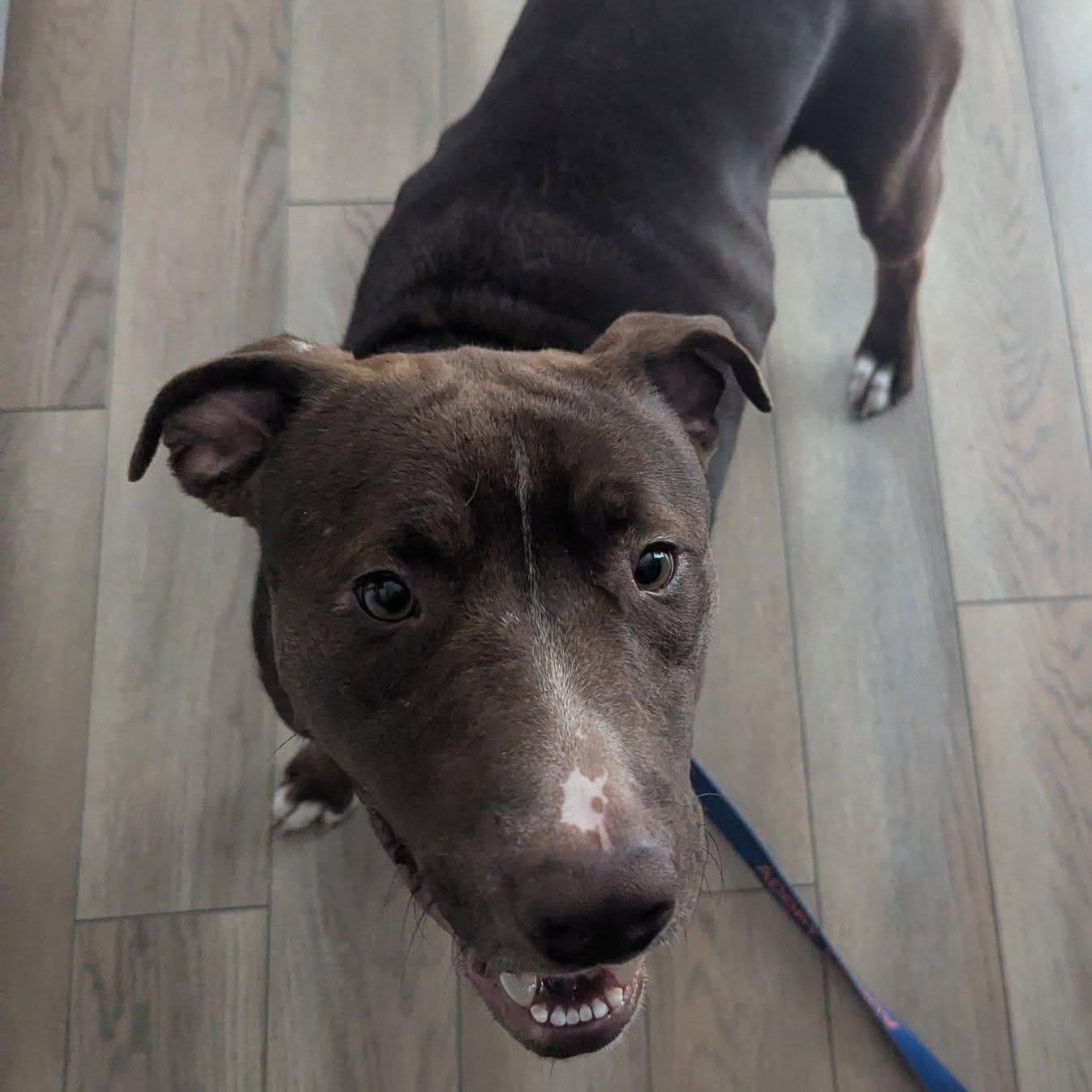 Enlarge Brown-ee, a Adoptable mixed breed in Racine, WI image 4/6