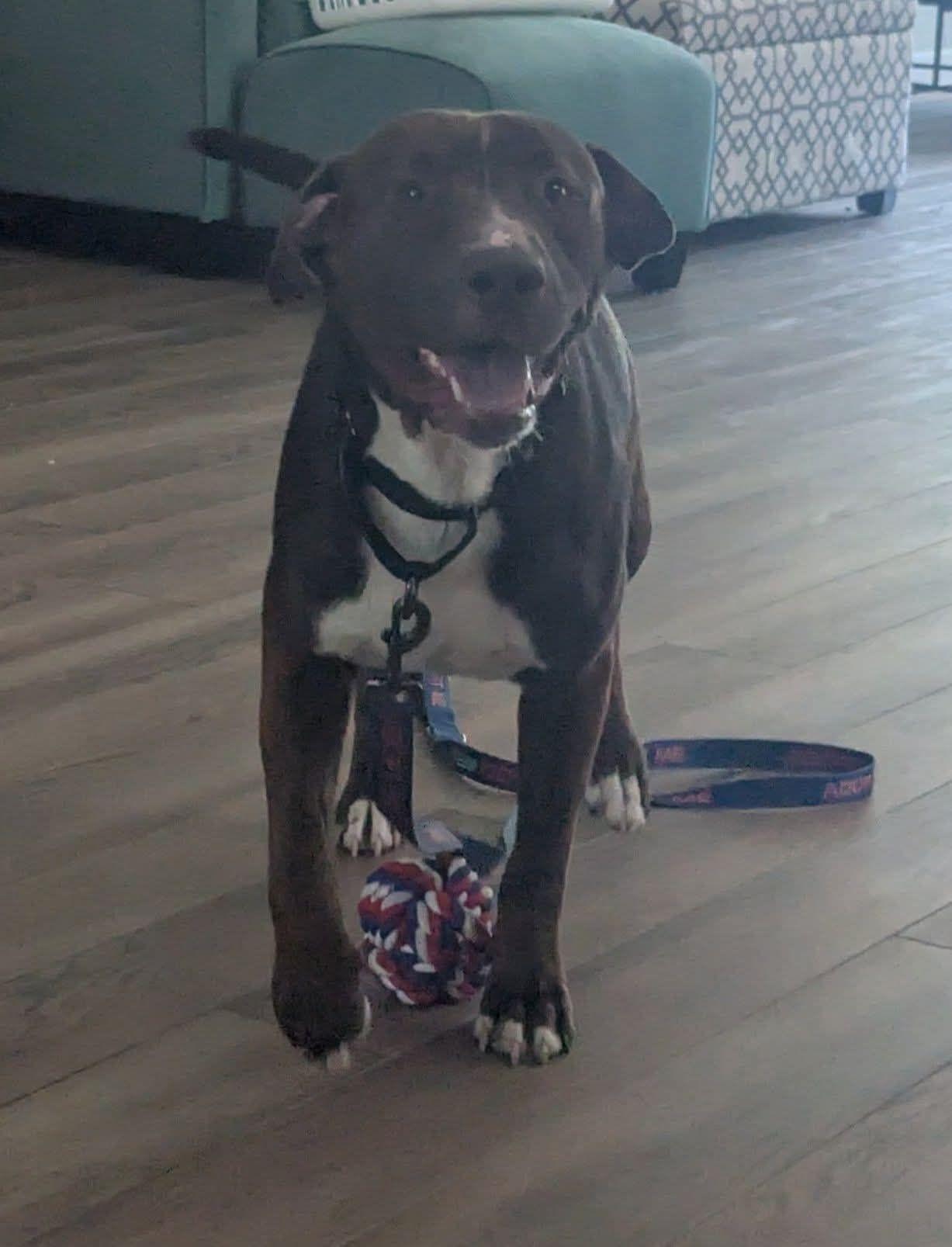 Enlarge Brown-ee, a Adoptable mixed breed in Racine, WI image 6/6