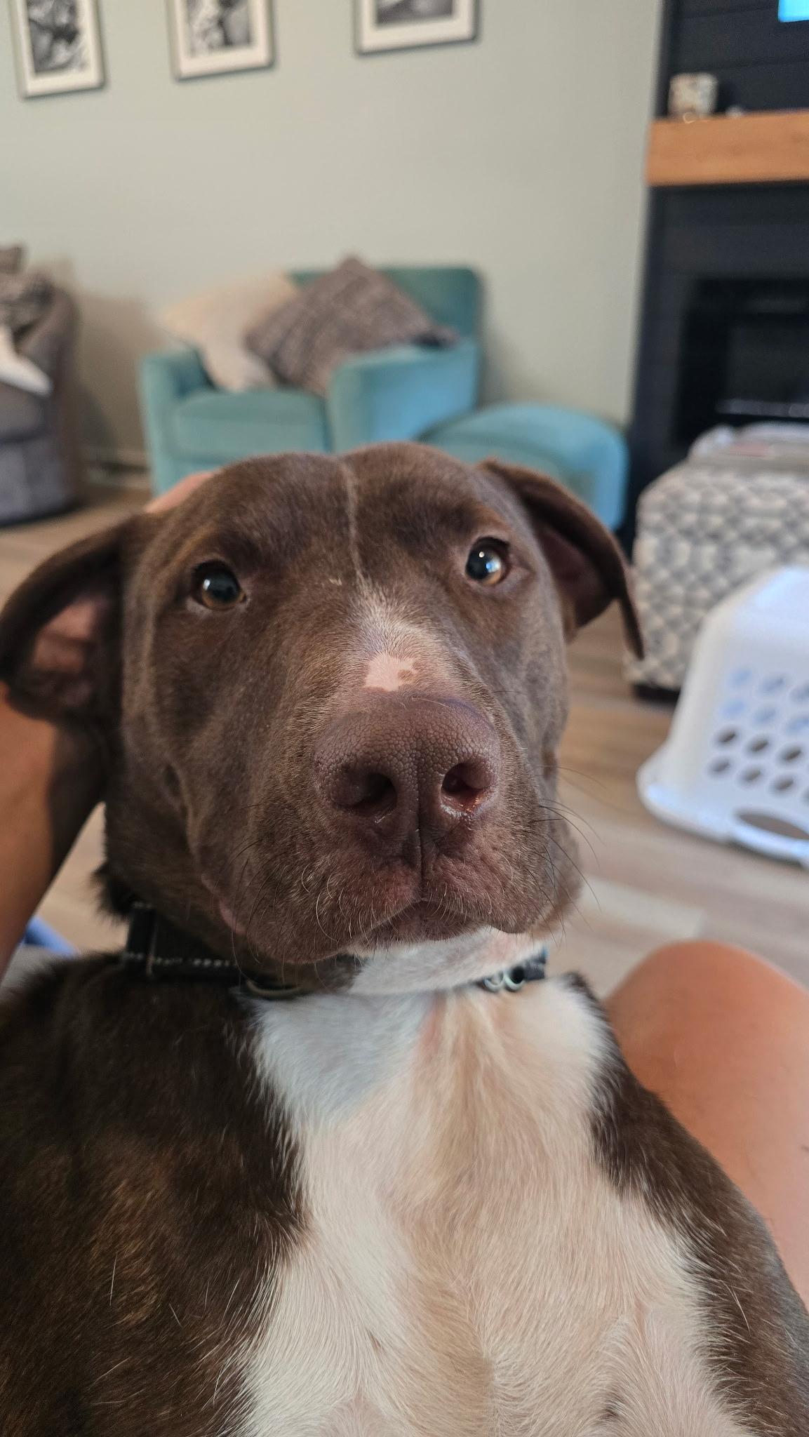 Enlarge Brown-ee, a Adoptable mixed breed in Racine, WI image 3/6