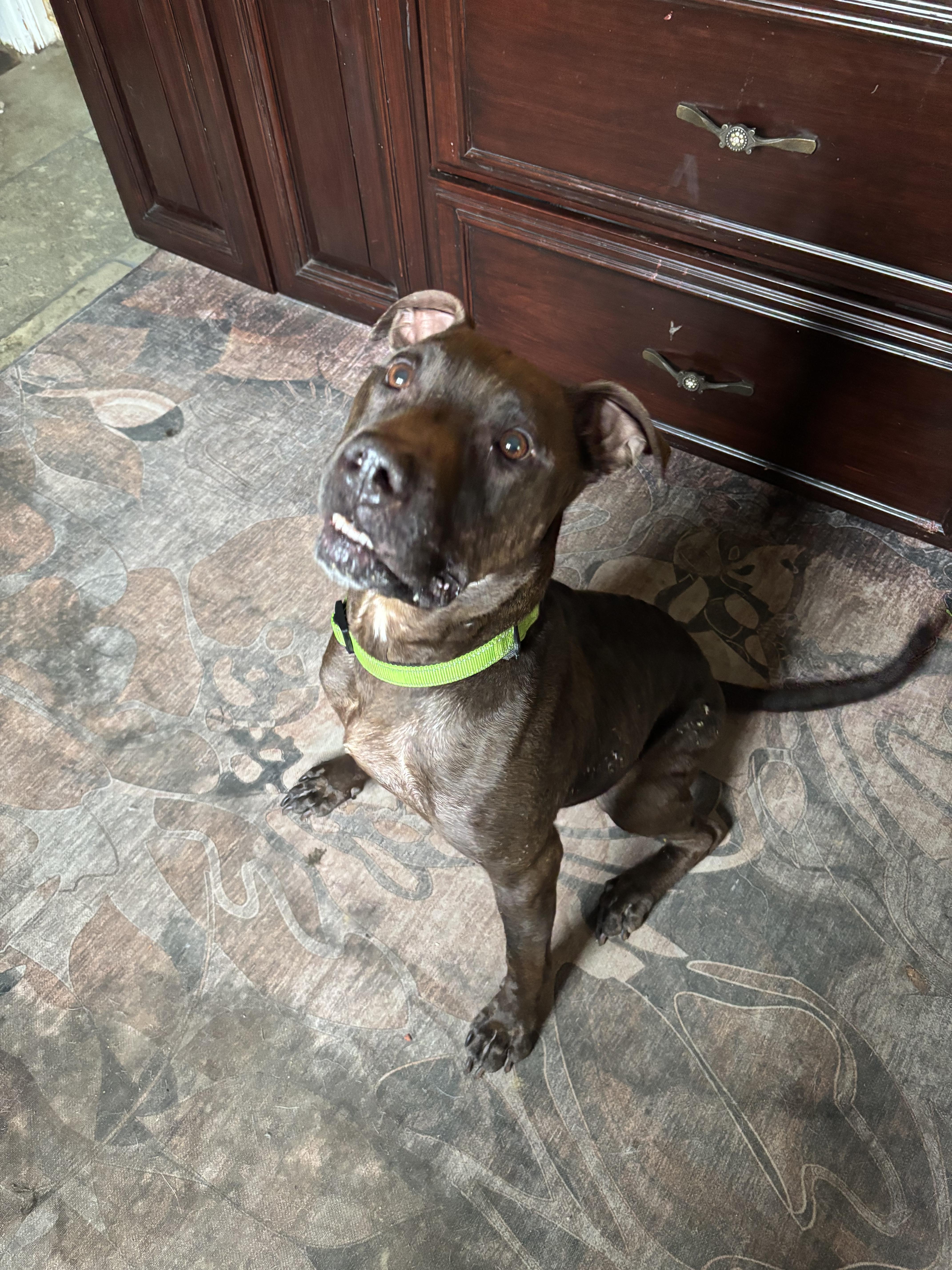 Charlie, Adoptable, Adult Male Mixed Breed.