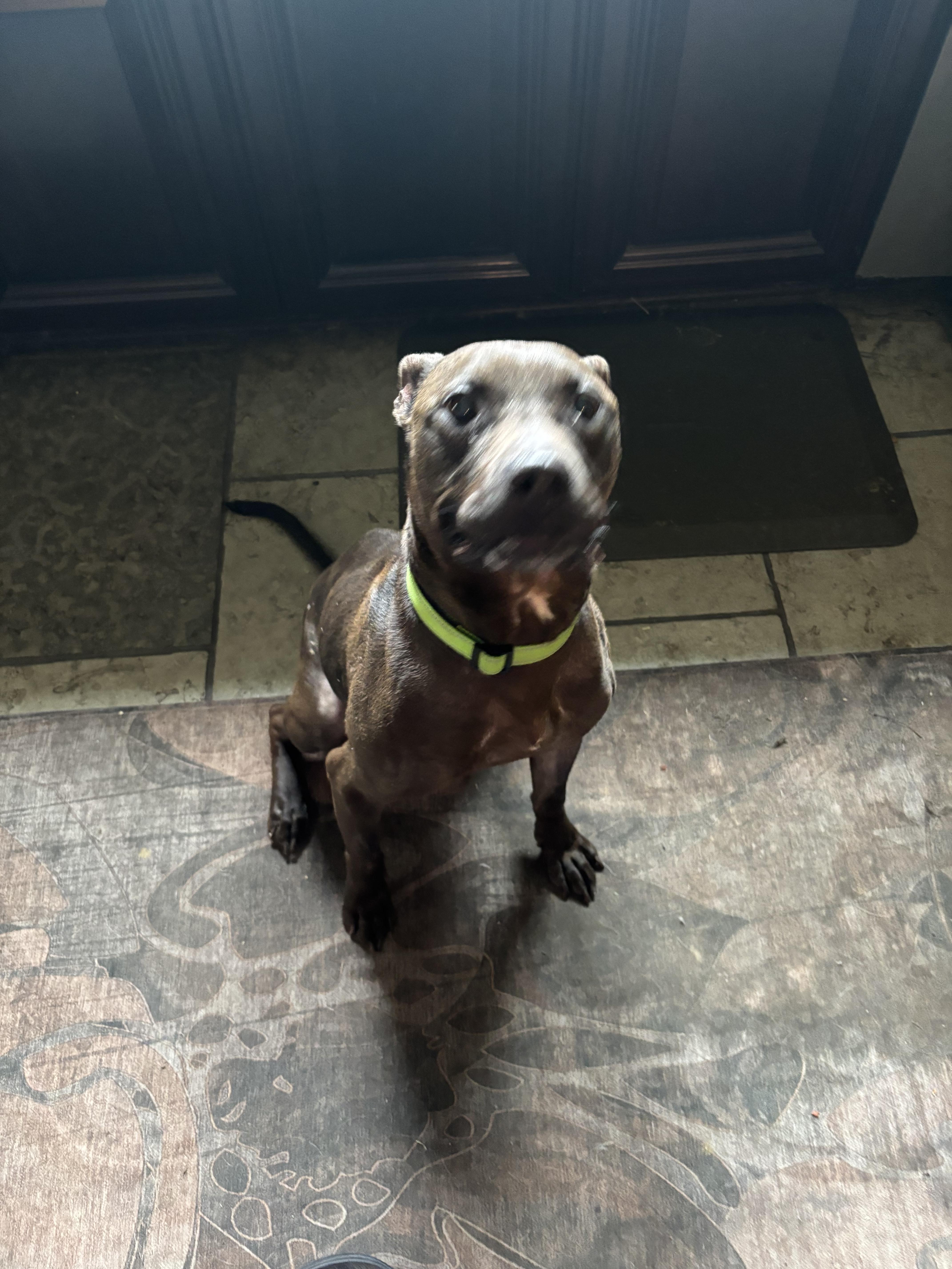 Charlie, Adoptable, Adult Male Mixed Breed.