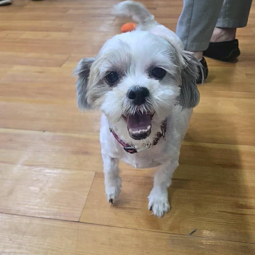 Enlarge Luna, an adopted Shih Tzu in West Haven, CT image 3/3