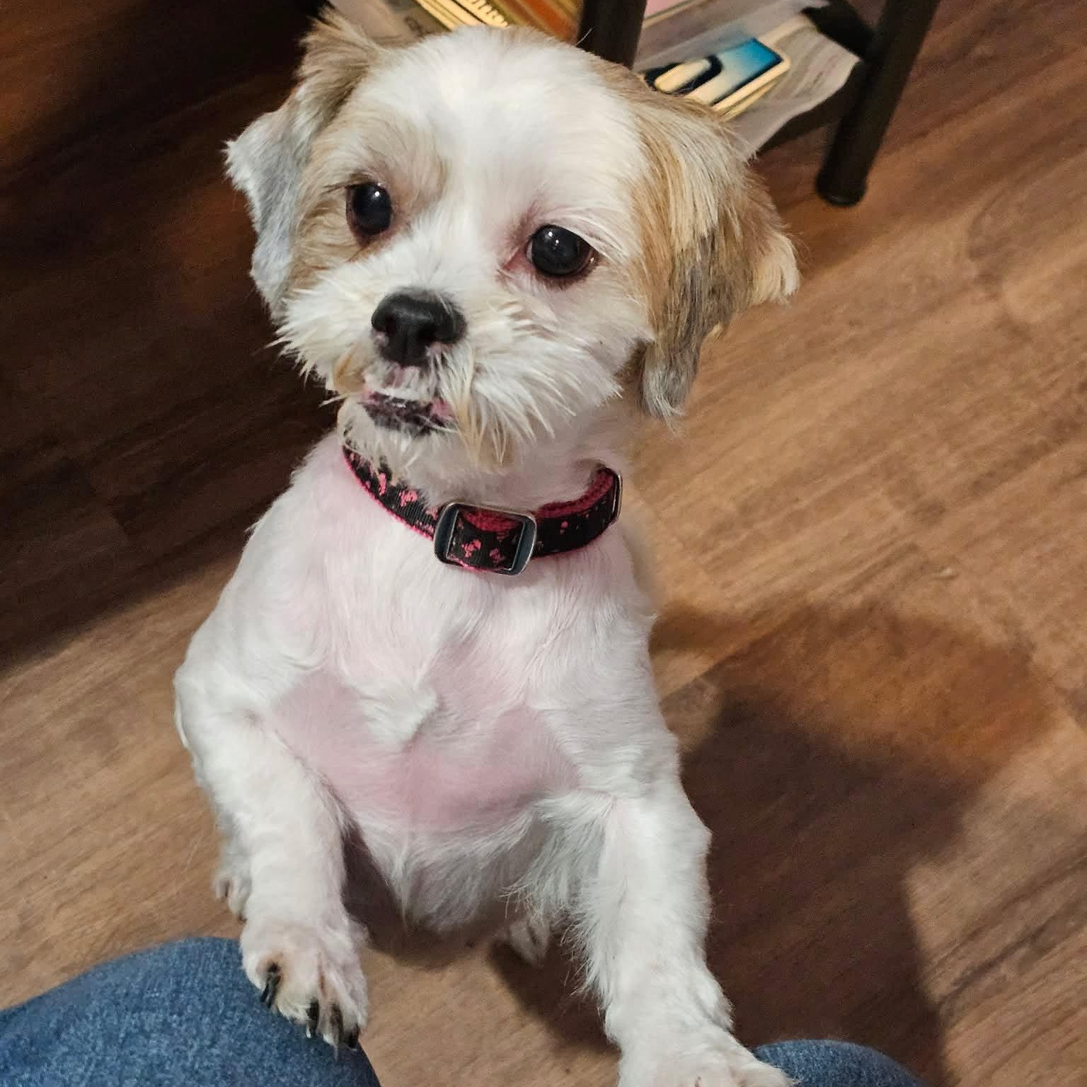 Luna, adopted, Adult Male Shih Tzu.