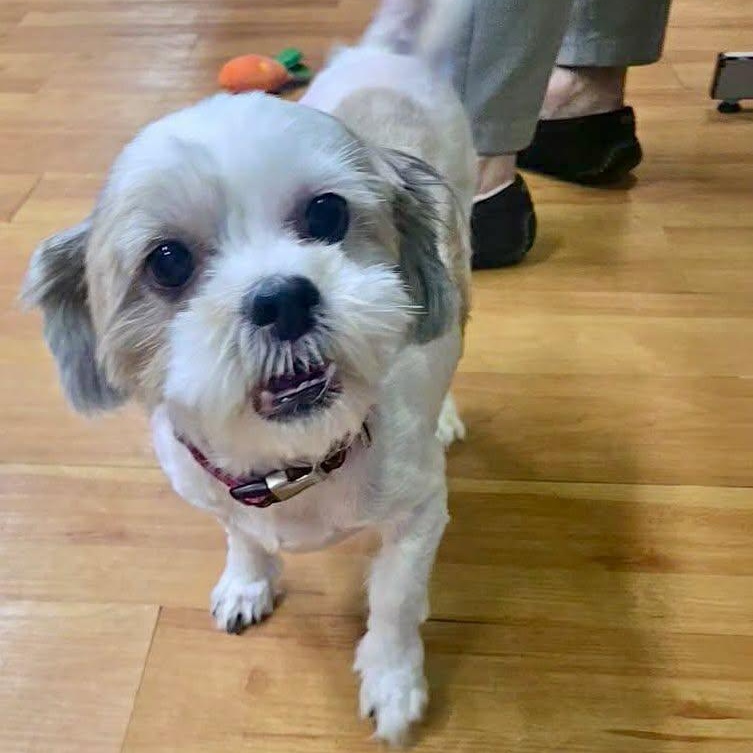 Enlarge Luna, an adopted Shih Tzu in West Haven, CT image 2/3