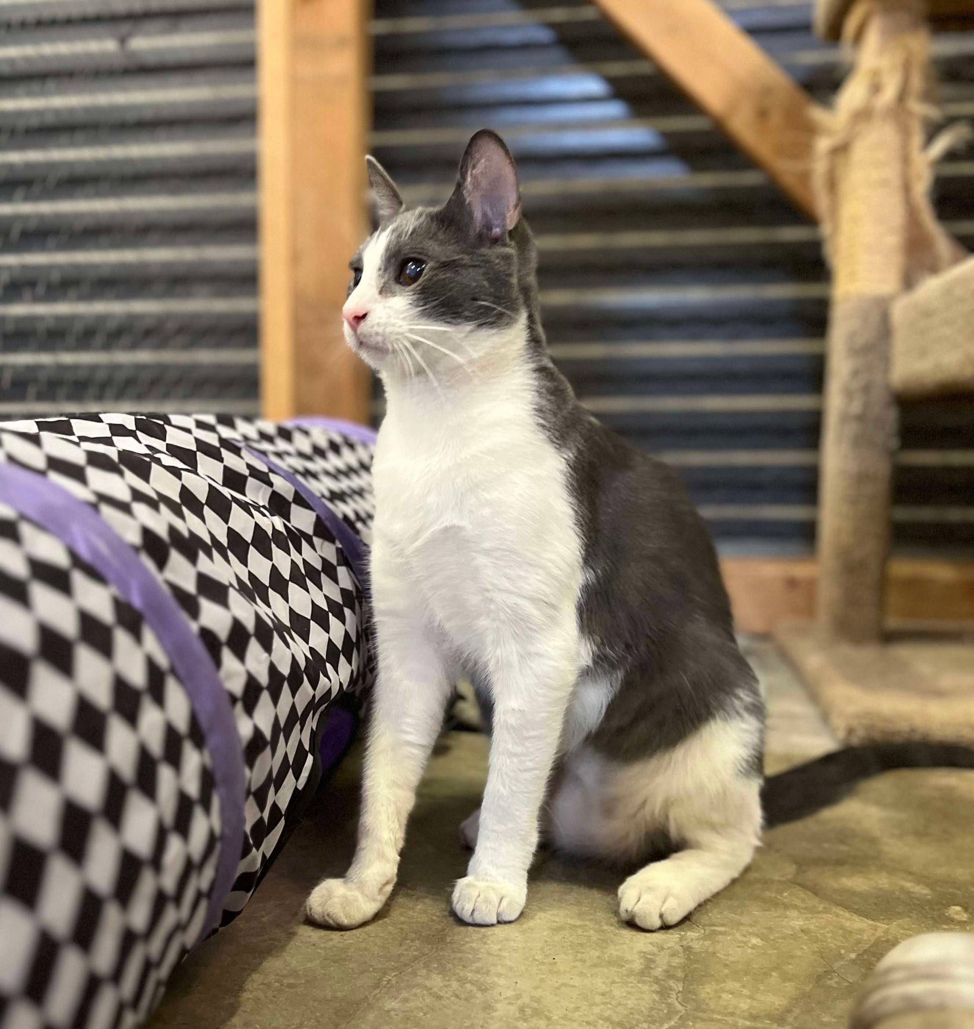 Lyle, a Adoptable Domestic Short Hair in Visalia, CA image 5/6