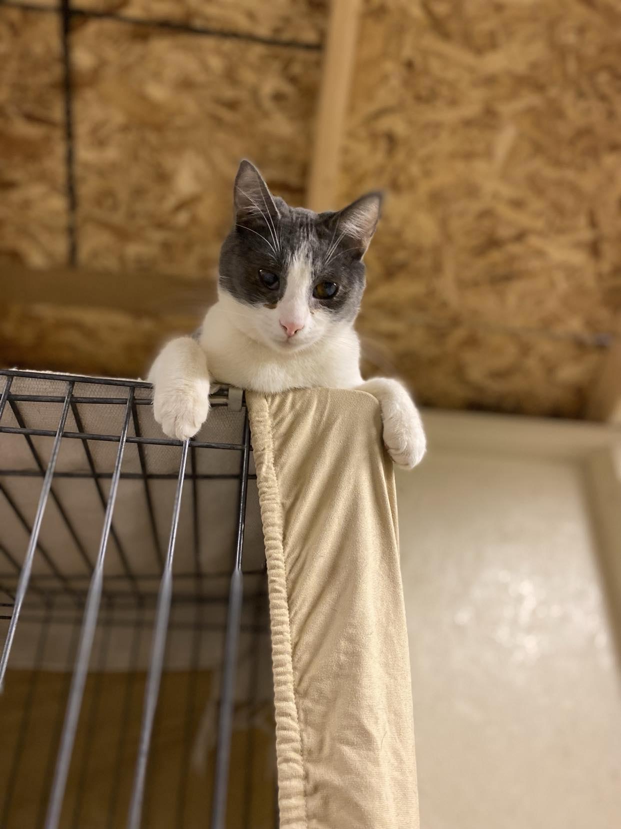 Lyle, a Adoptable Domestic Short Hair in Visalia, CA image 3/6