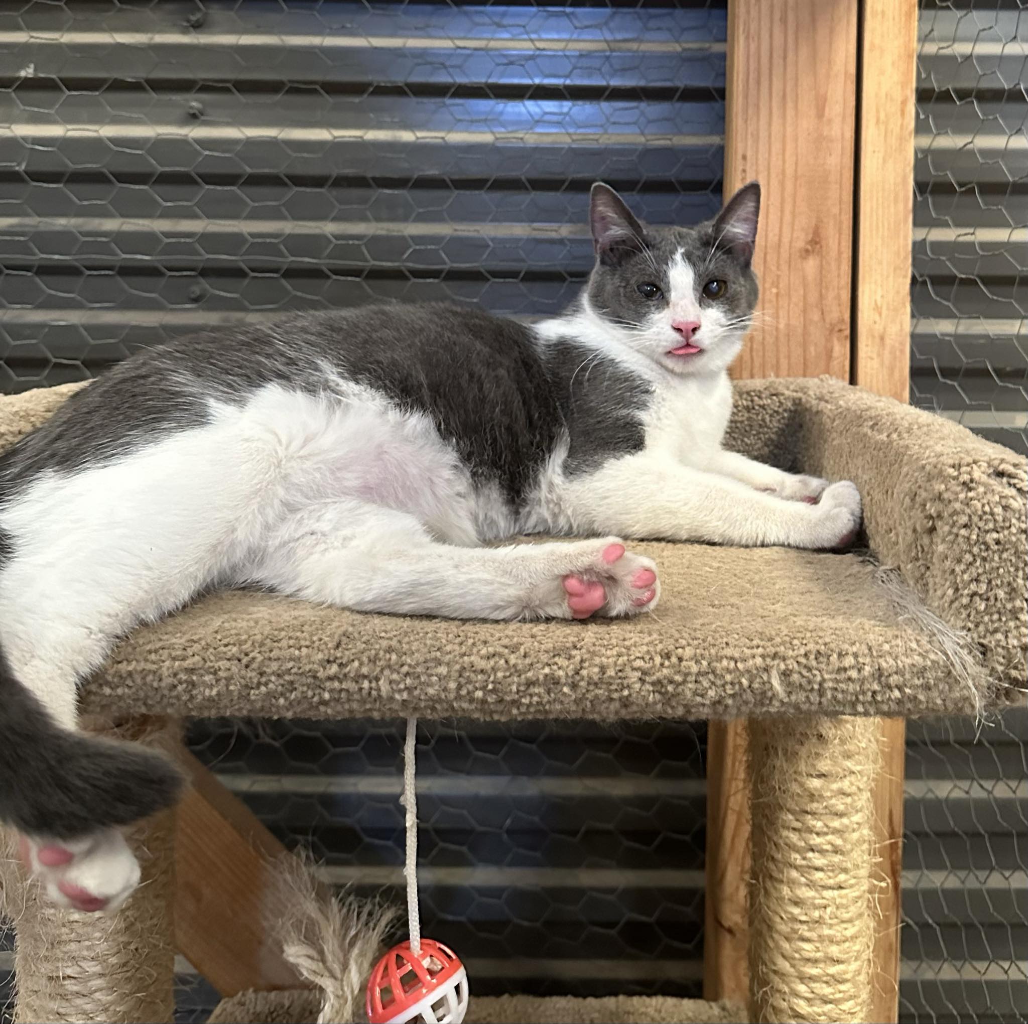 Lyle, a Adoptable Domestic Short Hair in Visalia, CA image 6/6