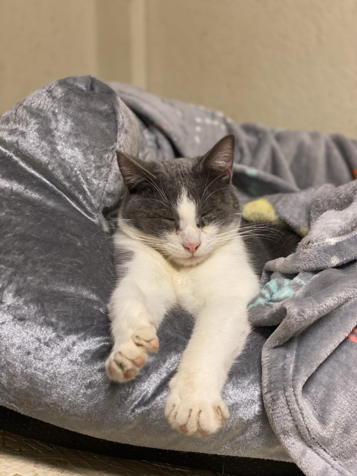 Lyle, a Adoptable Domestic Short Hair in Visalia, CA image 2/6