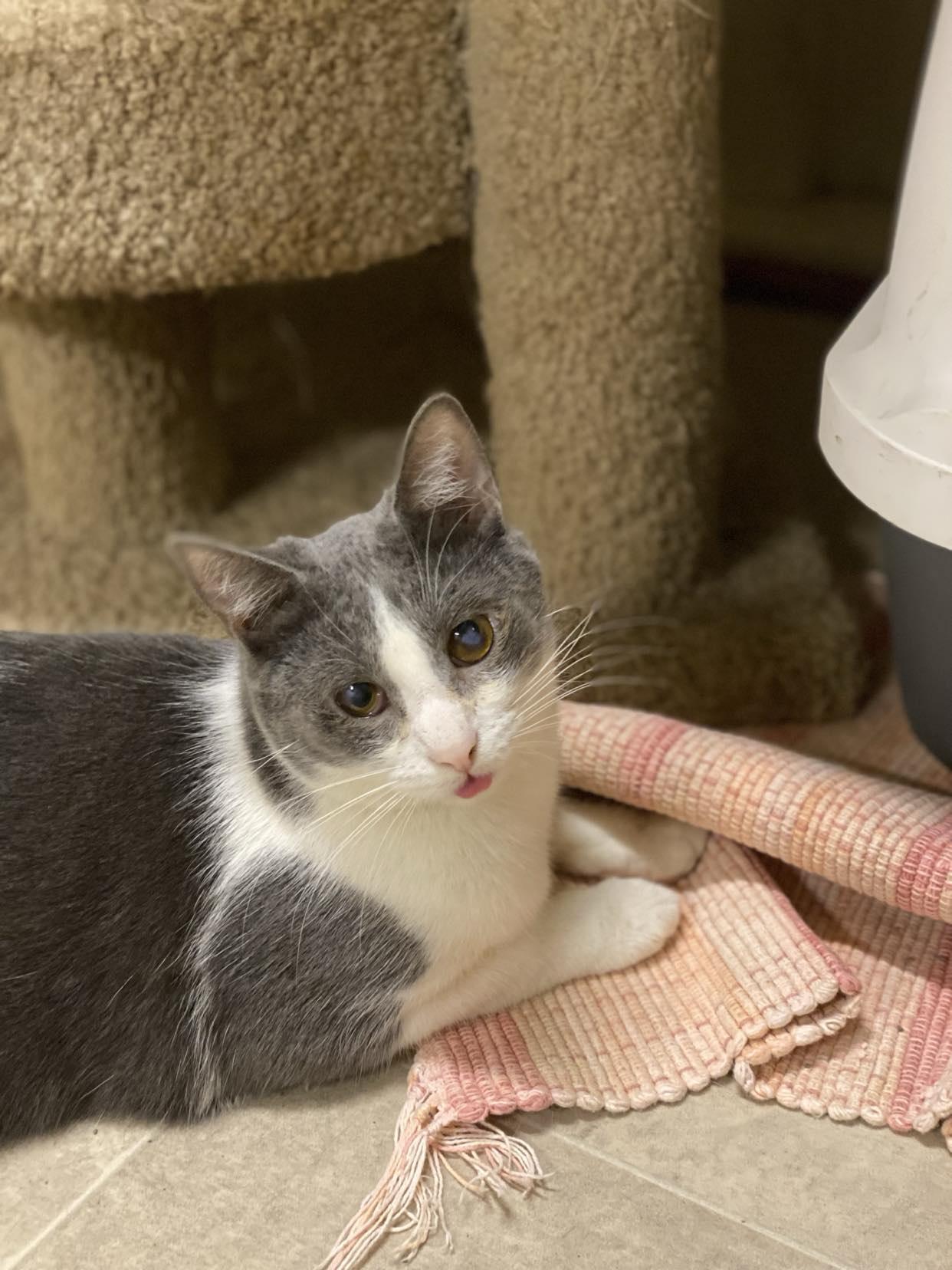 Lyle, Adoptable, Young Male Domestic Short Hair.