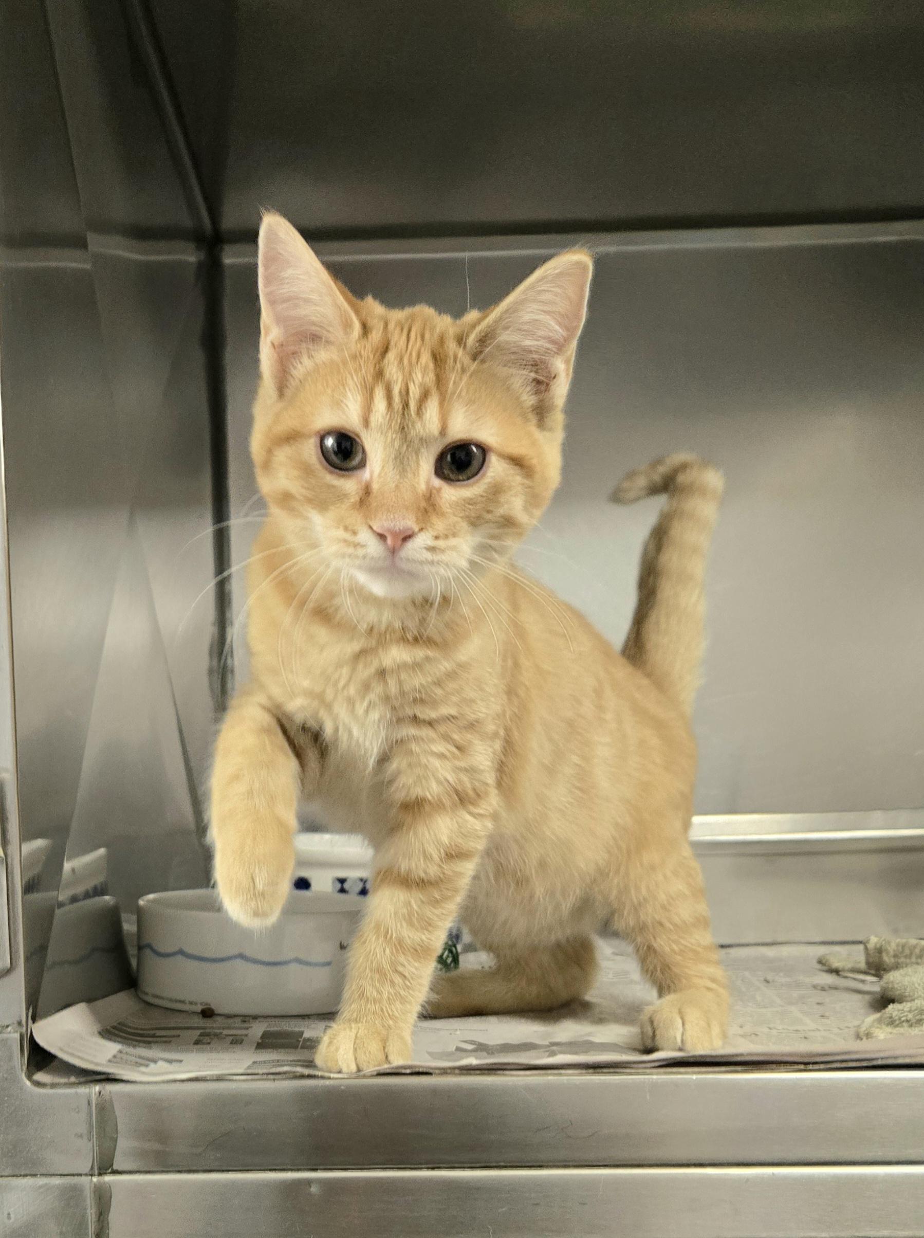 Enlarge Gulliver, a ADOPTABLE Domestic Short Hair in Arlington Heights, IL image 2/2