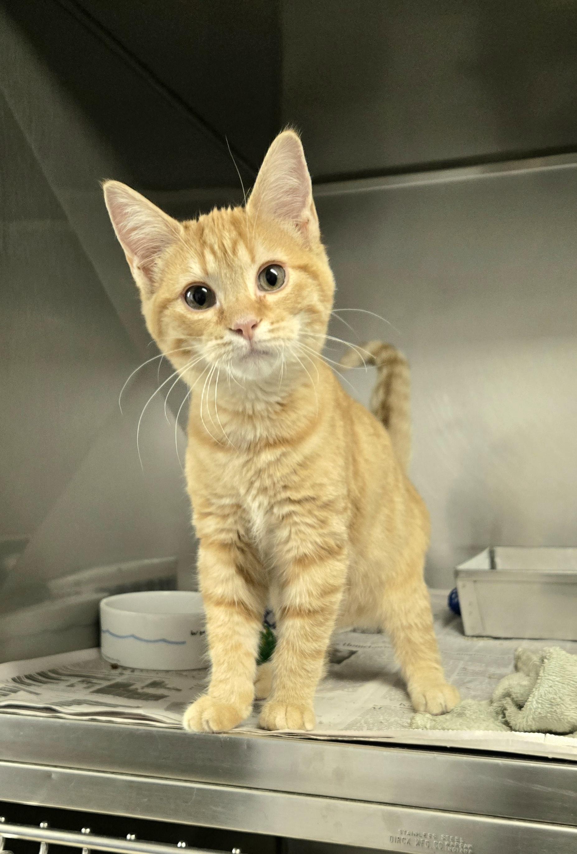 Enlarge Gulliver, a ADOPTABLE Domestic Short Hair in Arlington Heights, IL image 1/2