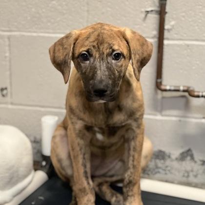 Guava **Available on 7/22**, Baby Female unknown