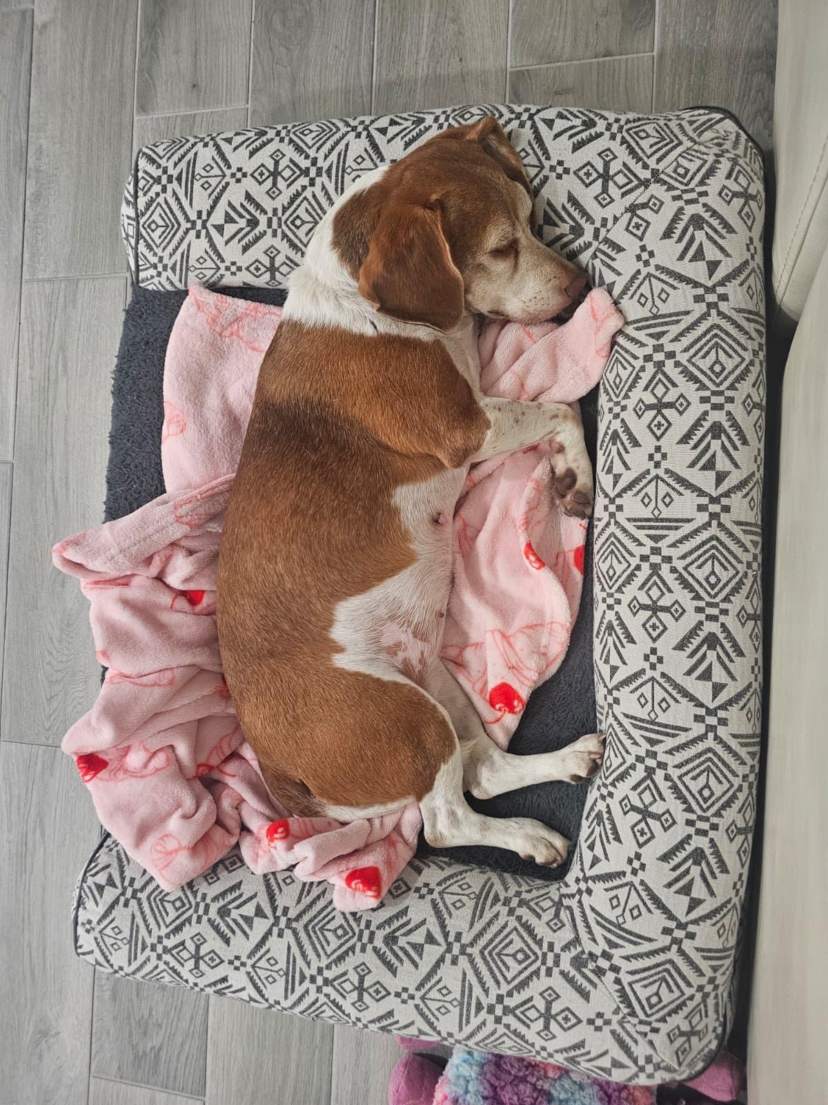 Enlarge Baylee, a ADOPTABLE Beagle in Miami, FL image 2/4