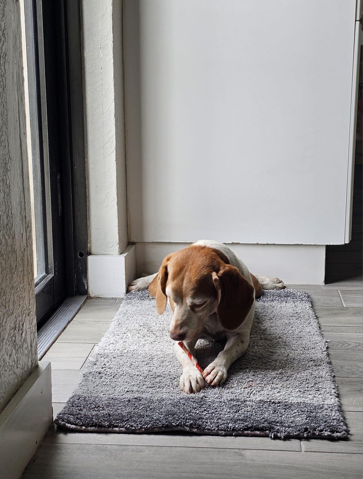 Enlarge Baylee, a ADOPTABLE Beagle in Miami, FL image 4/4