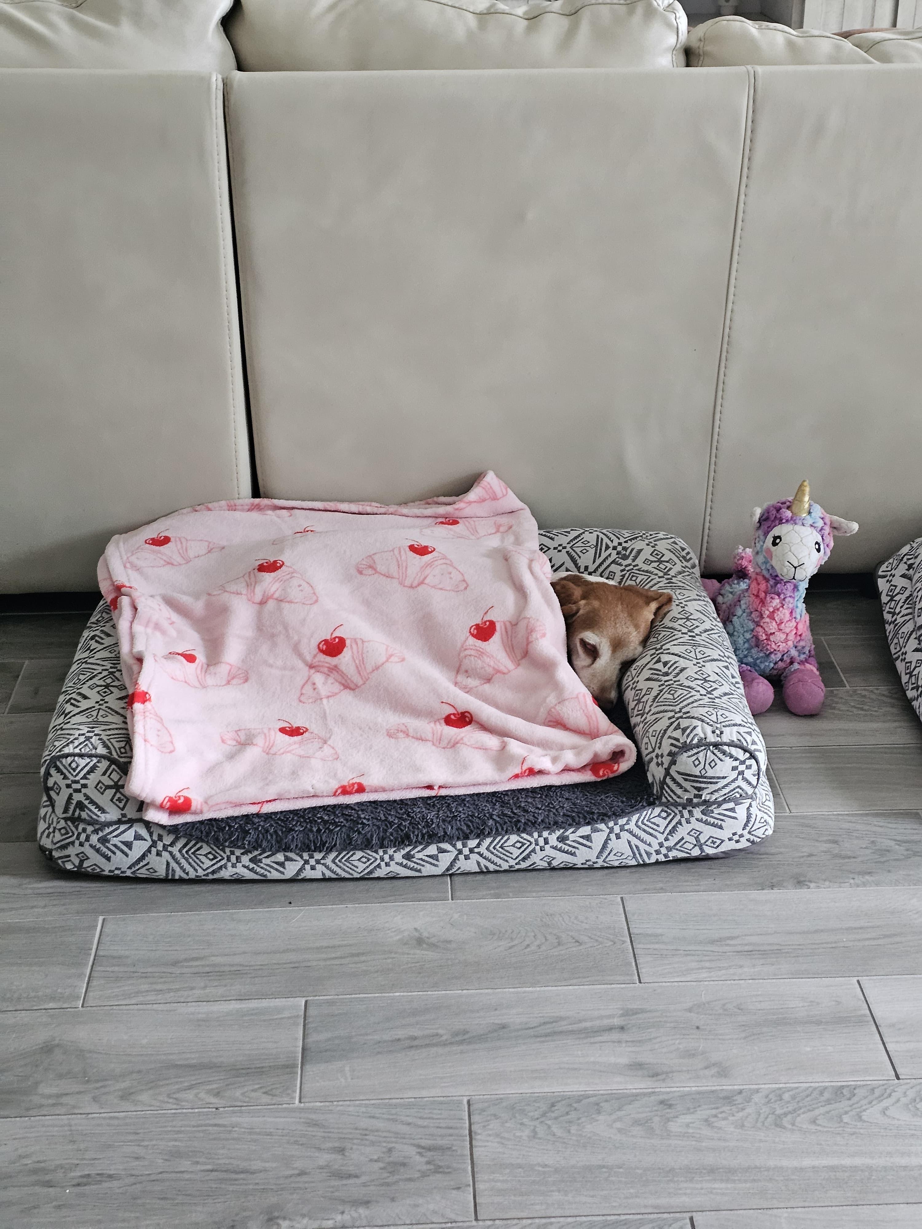 Enlarge Baylee, a ADOPTABLE Beagle in Miami, FL image 3/4