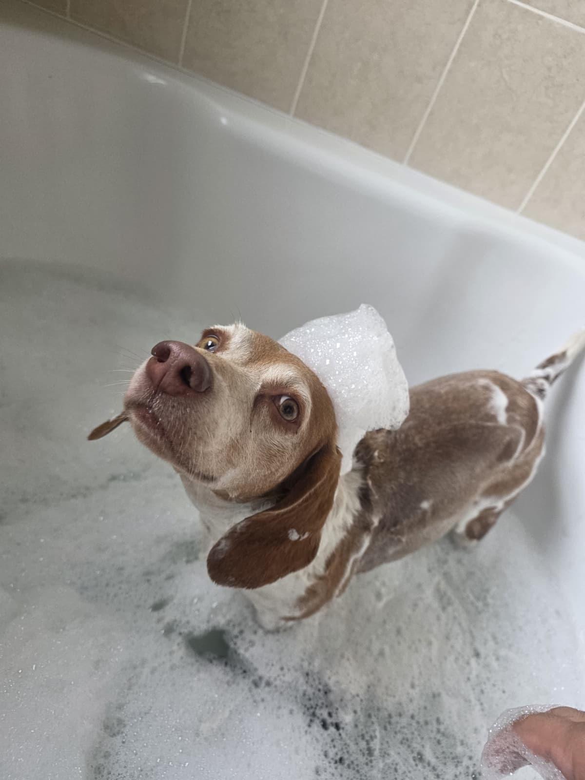 Enlarge Baylee, a ADOPTABLE Beagle in Miami, FL image 1/4