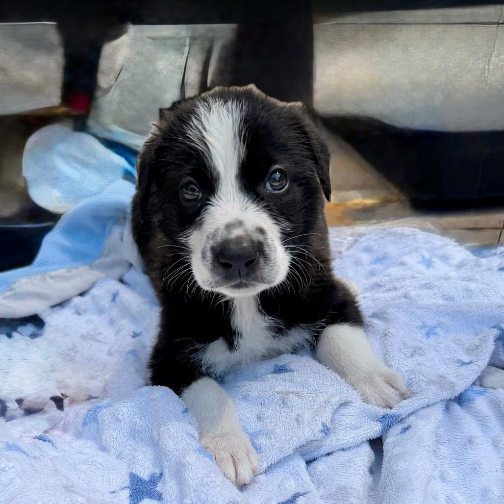 Enlarge Lucca, a Adopted mixed breed in Sacramento, CA image 2/6