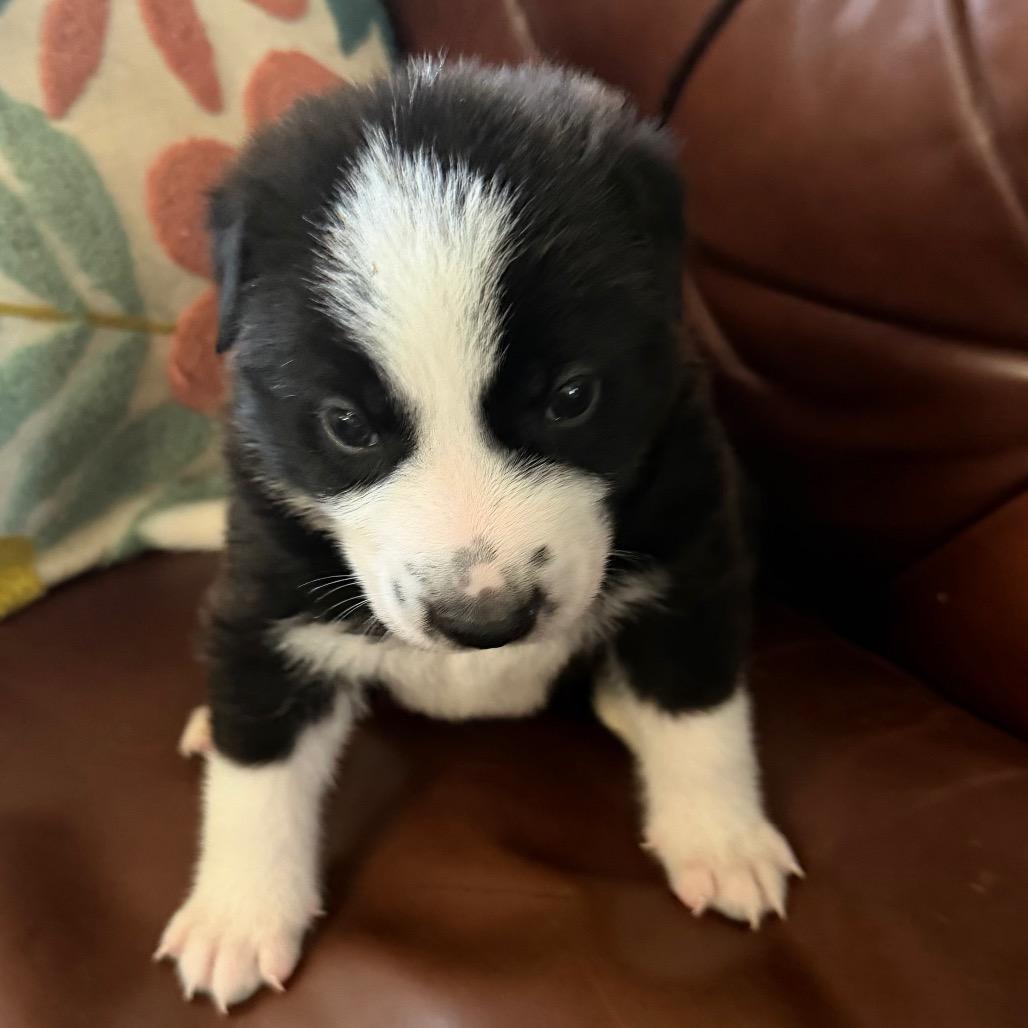 Enlarge Lucca, a Adopted mixed breed in Sacramento, CA image 5/6