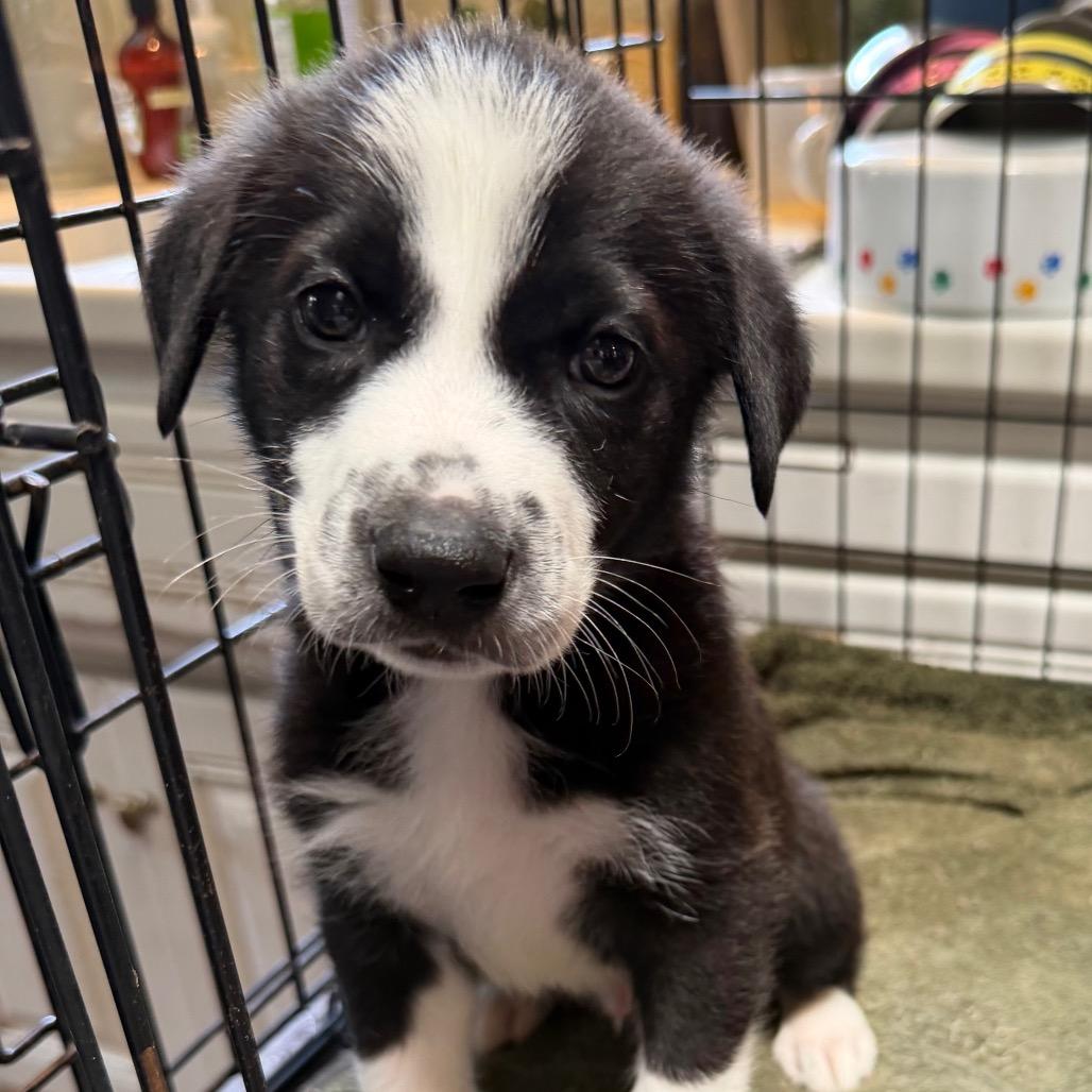 Enlarge Lucca, a Adopted mixed breed in Sacramento, CA image 6/6