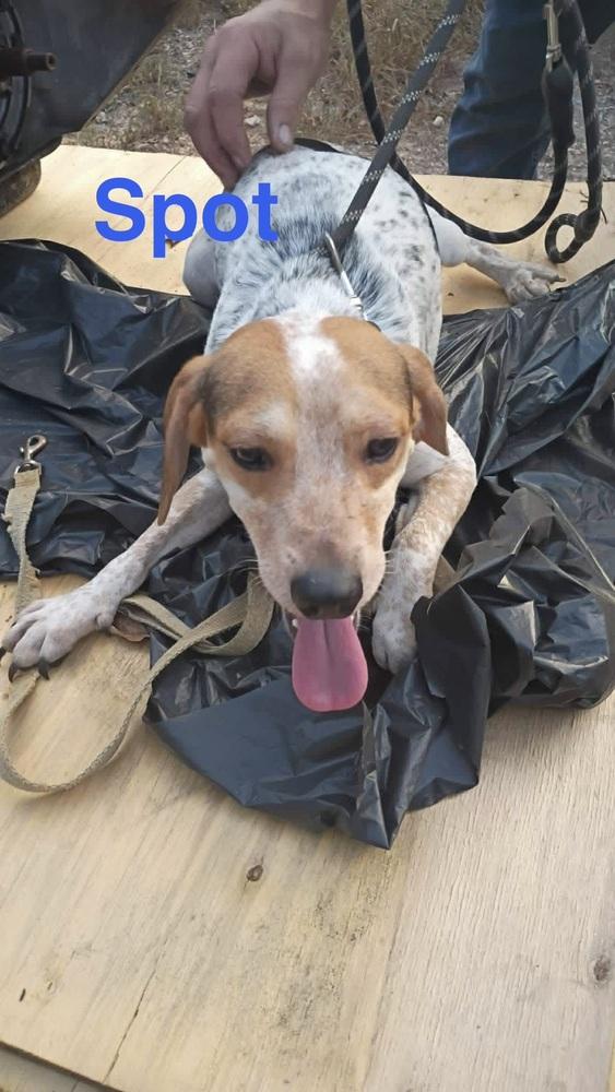 SF Spot, Adoptable, Adult Male Beagle & Chihuahua.