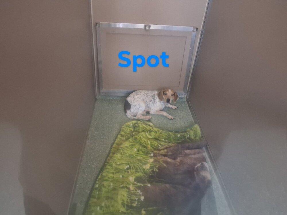 Enlarge SF Spot, a Adoptable mixed breed in Warrenton, MO image 2/3