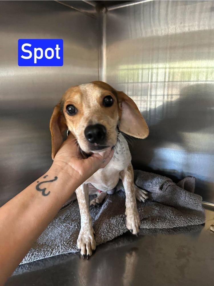 Enlarge SF Spot, a Adoptable mixed breed in Warrenton, MO image 3/3